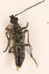 Toxoleptura vexatrix