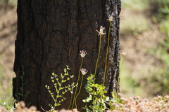 Dichelostemma multiflorum