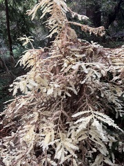 Sequoia sempervirens