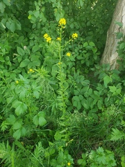 Erysimum cheiranthoides