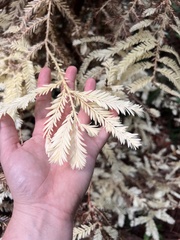 Sequoia sempervirens