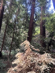 Sequoia sempervirens