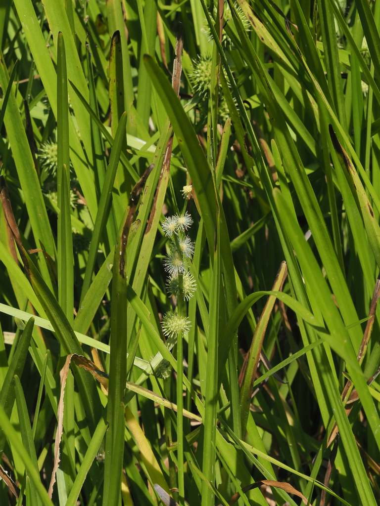 American bur-reed from Dorchester County, MD, USA on July 4, 2022 at 03 ...