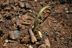 Calochortus monophyllus