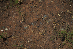 Calochortus monophyllus