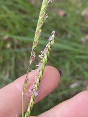 Urochloa dictyoneura