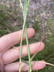 Urochloa dictyoneura