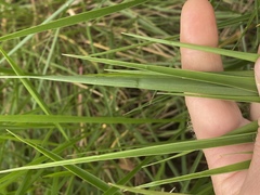 Urochloa dictyoneura