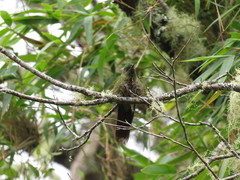 Chalcostigma heteropogon