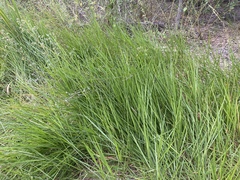 Urochloa dictyoneura