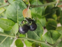 Solanum nigrum