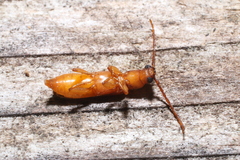 Smodicum cucujiforme