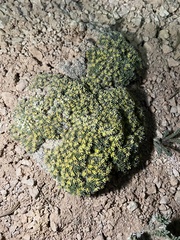 Eriogonum aretioides