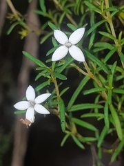 Arcytophyllum thymifolium