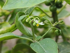 Solanum nigrum