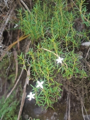 Arcytophyllum thymifolium