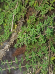 Arcytophyllum thymifolium