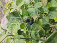 Solanum nigrum