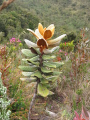 Linochilus jaramilloi