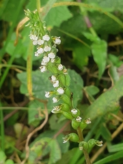 Cyclopogon peruvianus