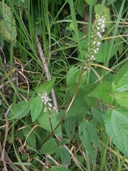 Cyclopogon peruvianus