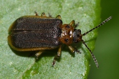 Galerucella nymphaeae