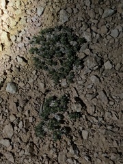 Eriogonum aretioides
