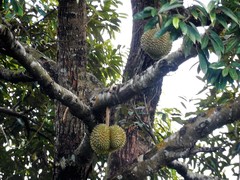 Durio zibethinus