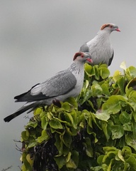 Topknot Pigeon photo 3