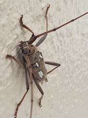 Eburia chemsaki