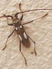 Eburia chemsaki