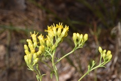 Solidago nitida