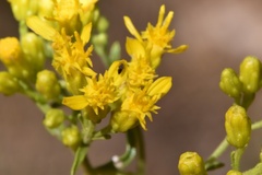 Solidago nitida