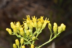 Solidago nitida