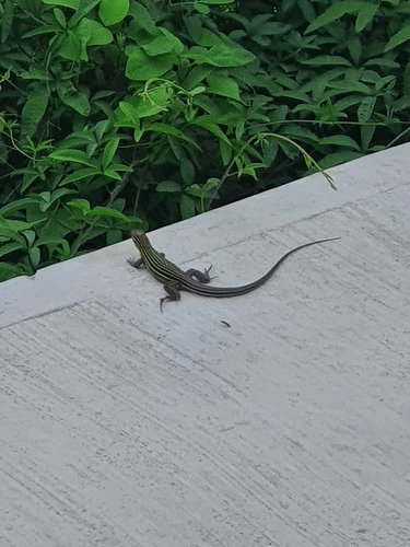 Many-lined Whiptail, Aspidoscelis lineattissimus