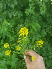 Erysimum cheiranthoides