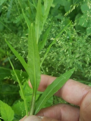 Erysimum cheiranthoides