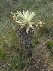 Espeletia barclayana
