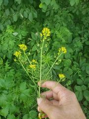 Erysimum cheiranthoides