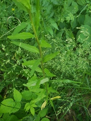 Erysimum cheiranthoides