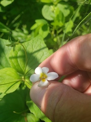 Viola canadensis