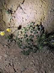 Eriogonum aretioides