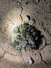 Eriogonum aretioides