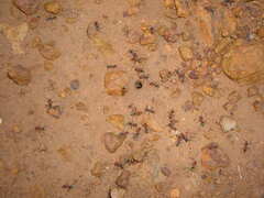 Iridomyrmex sanguineus