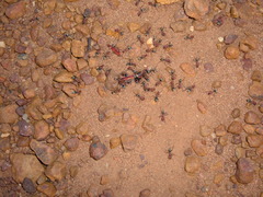 Iridomyrmex sanguineus