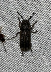 Ozotomerus japonicus