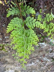 Odontosoria biflora