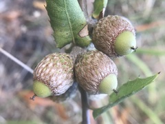 Quercus parvula