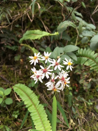 Aster taiwanensis iNat (3)