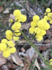 Acacia alata